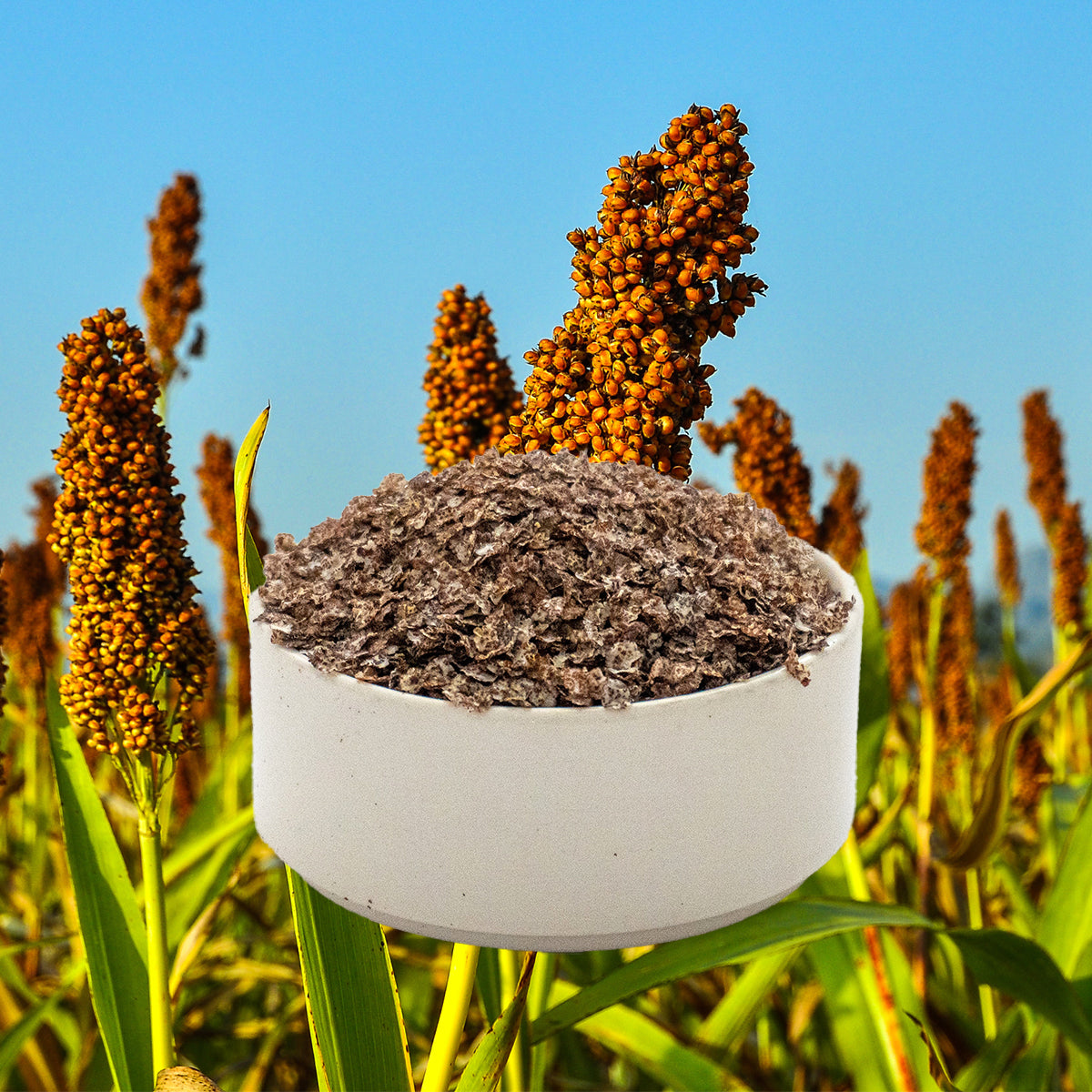 seed ragi plant Finger Millet (Ragi) Flakes