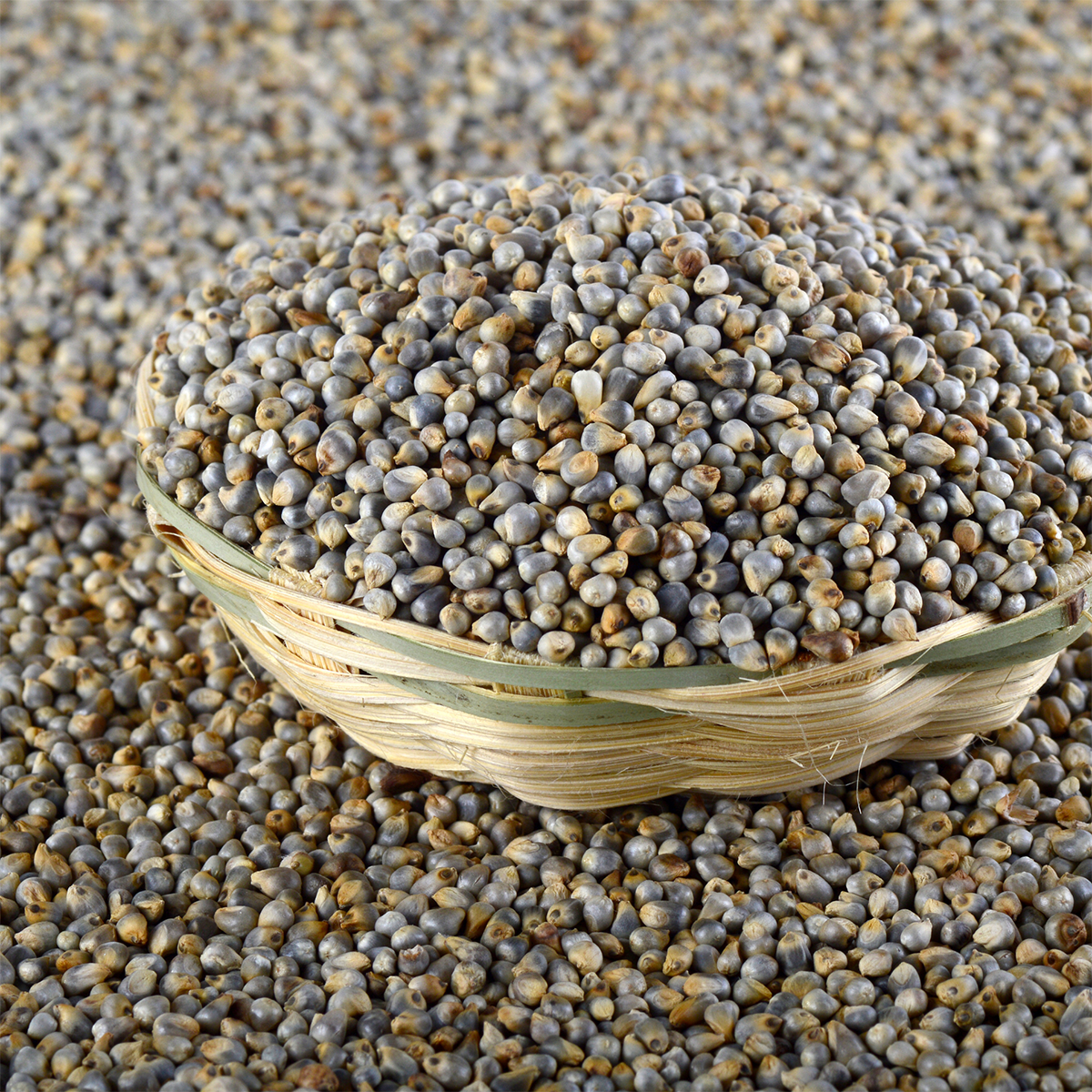 Bajra Millet (Sajjalu)