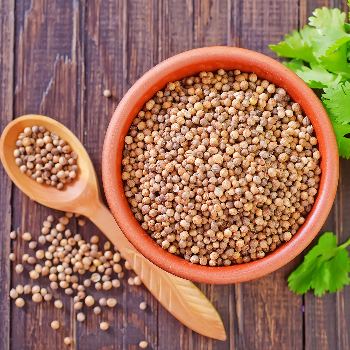 Coriander Seeds