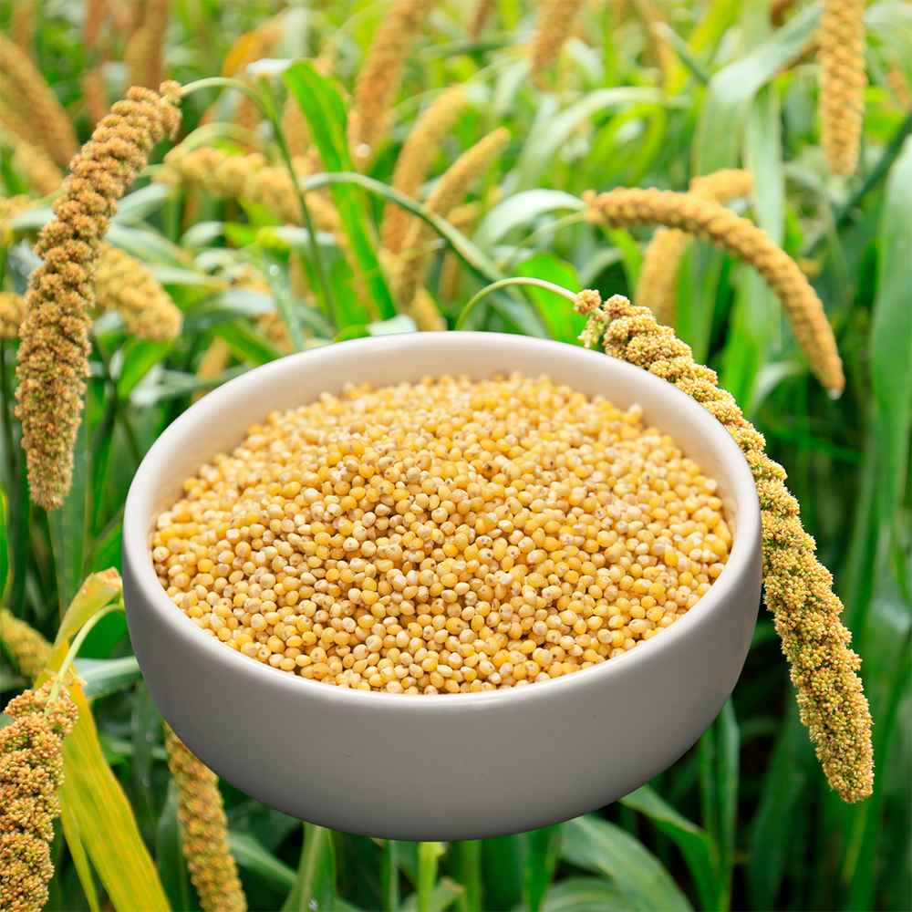 Fox Millet Rice Foxtail Millet