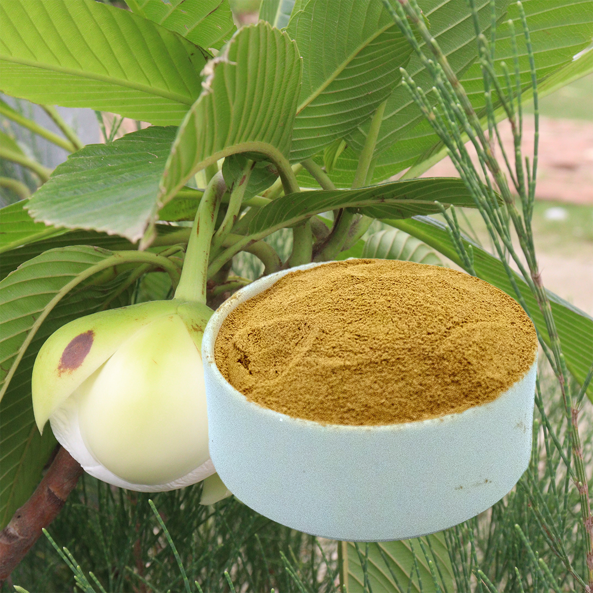 Outenga Powder