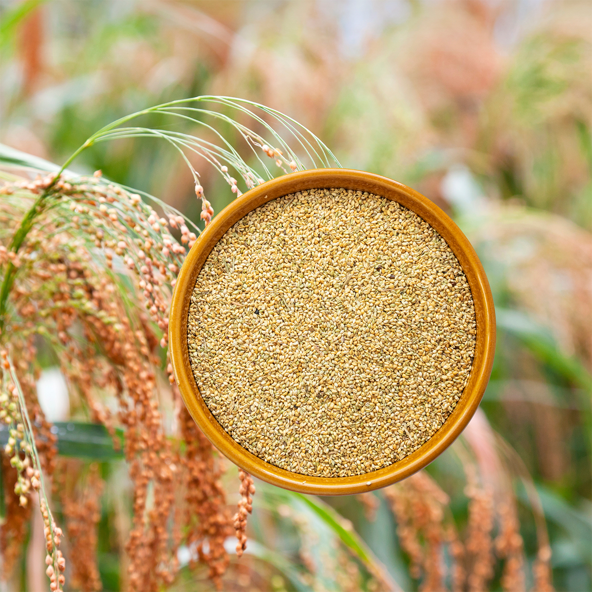 Desi Kitchen Proso Millet 500 Gm